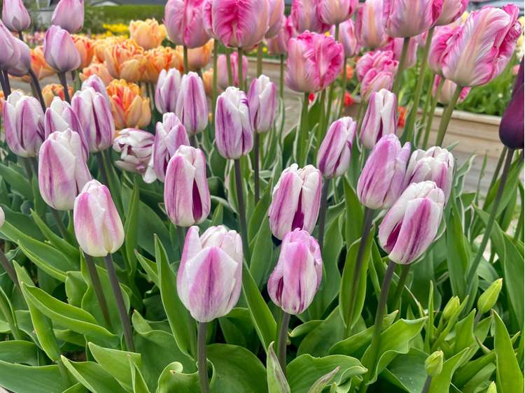 Tulpe 'Flaming Flag'